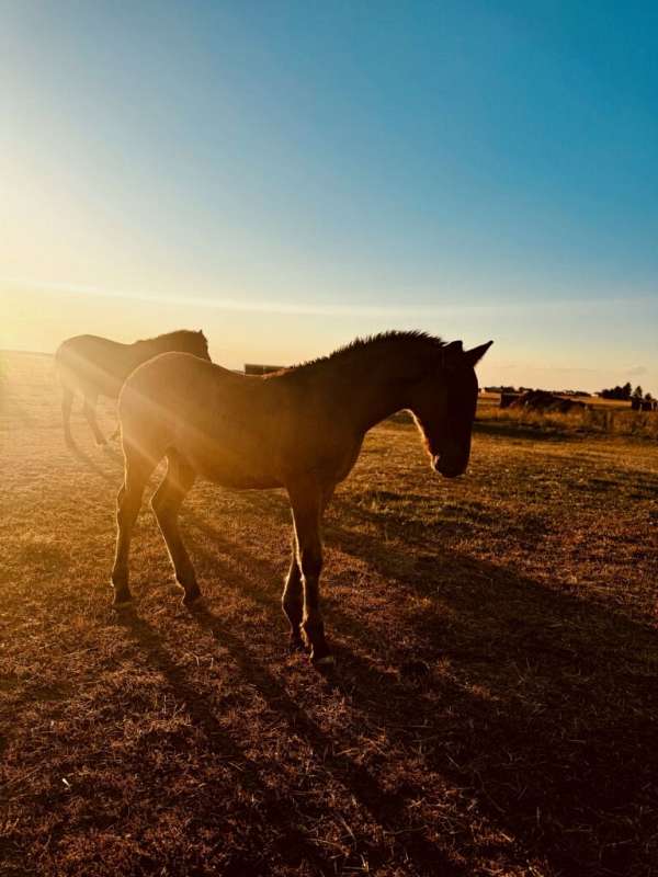 dun-w-blk-points-gypsy-vanner-weanling