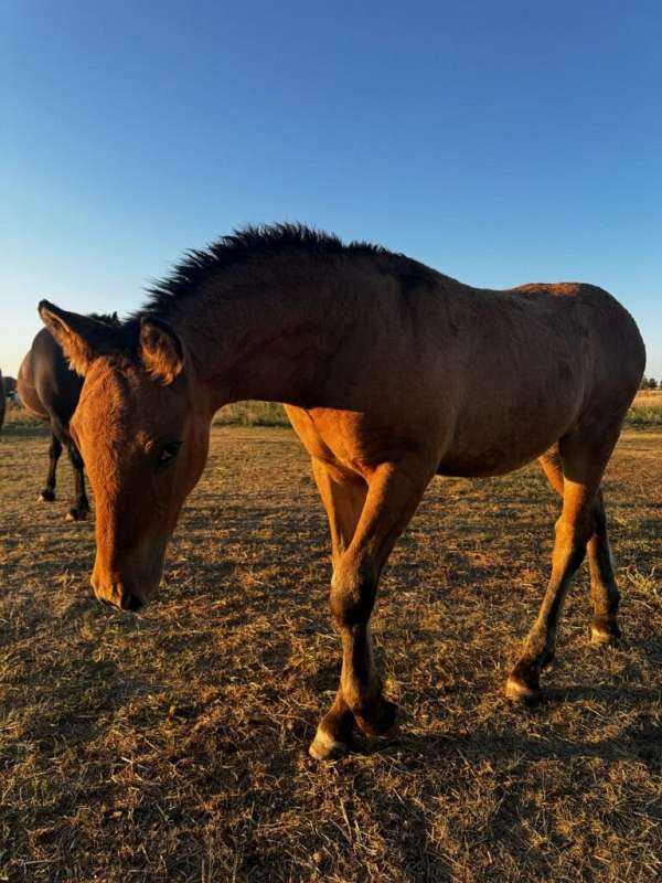 dun-w-blk-points-weanling-for-sale