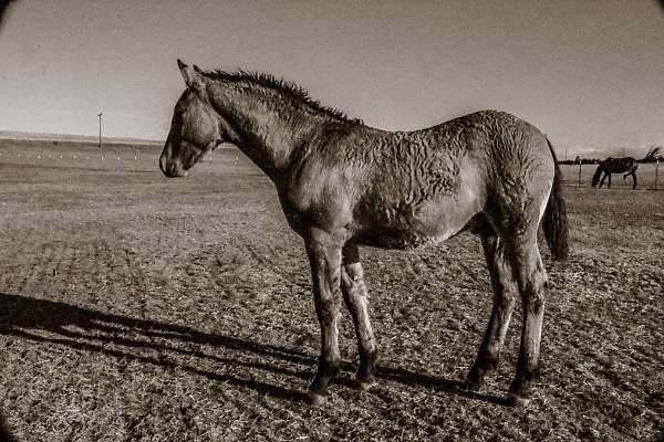 bay-dun-abcr-icho-colt