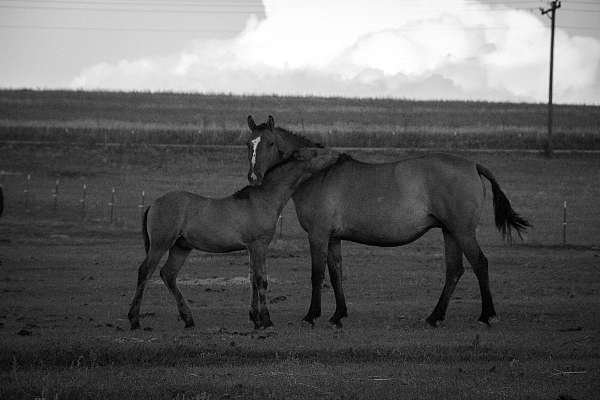 dun-colt-friesian-horse