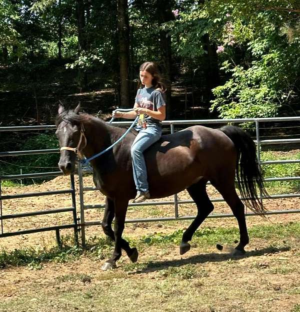 all-around-tennessee-walking-horse