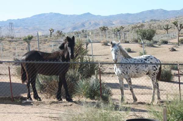 black-halter-horse