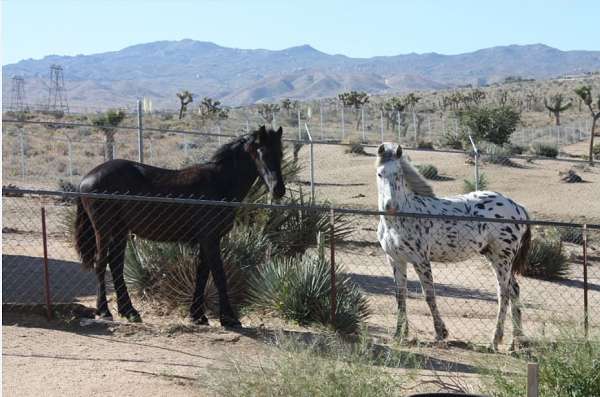 black-friesian-filly