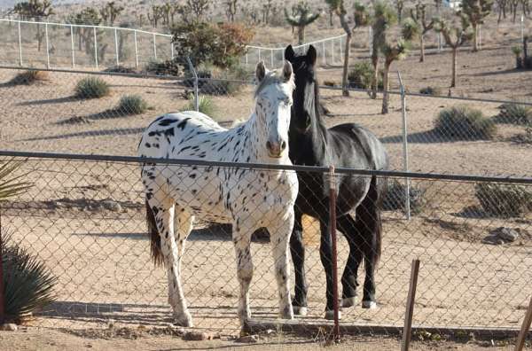 black-halter-horse