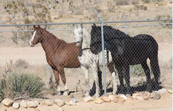 halter-filly