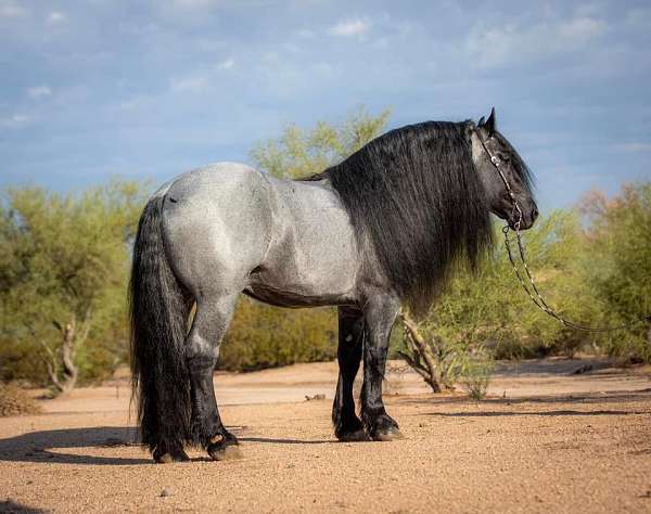 blue-roan-scar-over-left-hip-horse