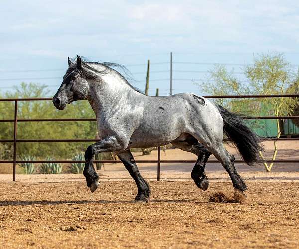 blue-roan-roan-percheron-mare-stallion