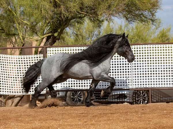 blue-roan-percheron-stallion