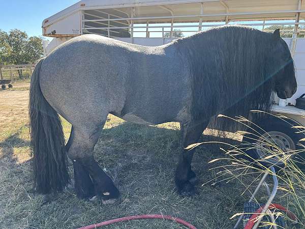 blue-roan-stallion-horse