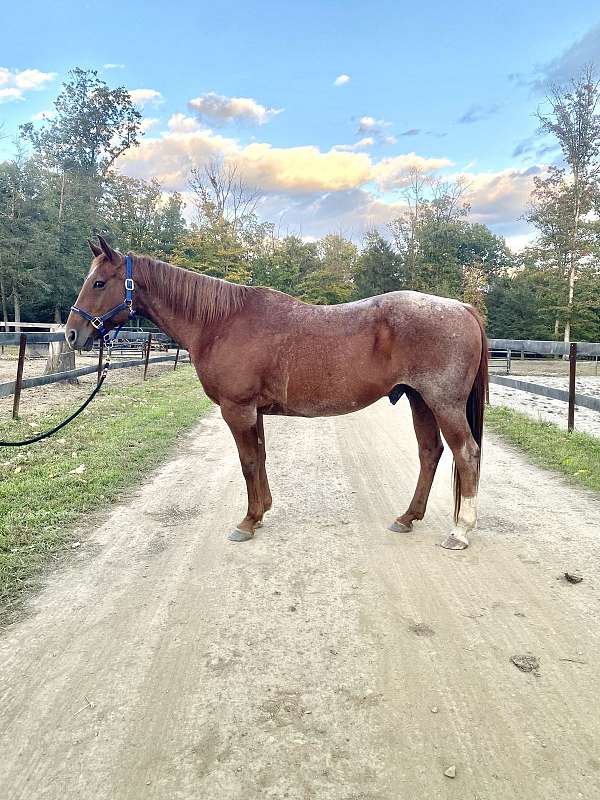 quarter-horse-gelding