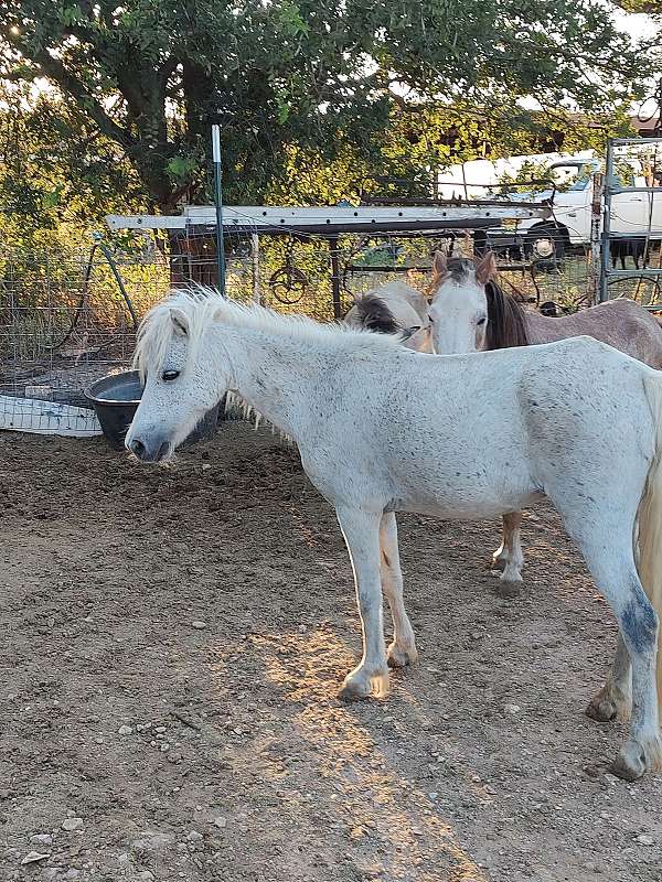 grey-mare-for-sale