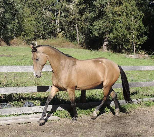 champion-akhal-teke-horse