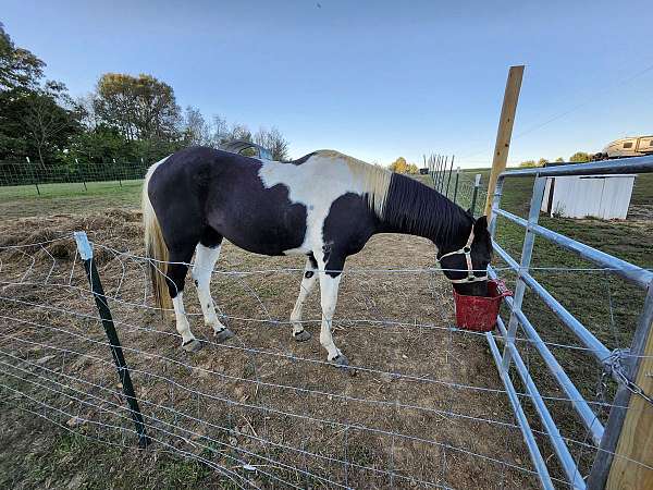 black-tobiano-quarter-horse-gelding-mare