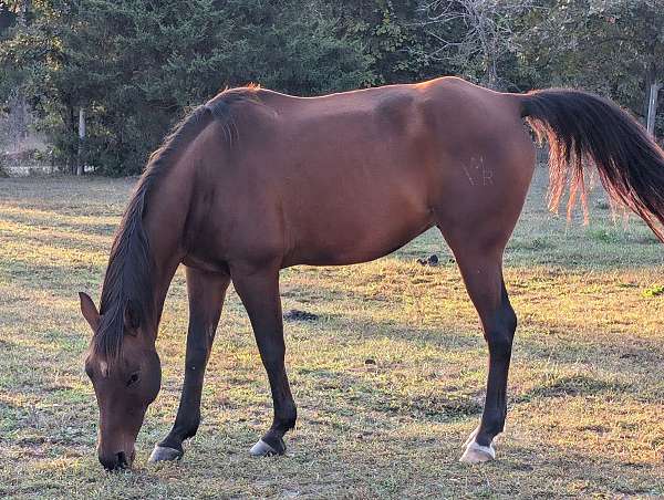 star-2-white-back-pasterns-horse