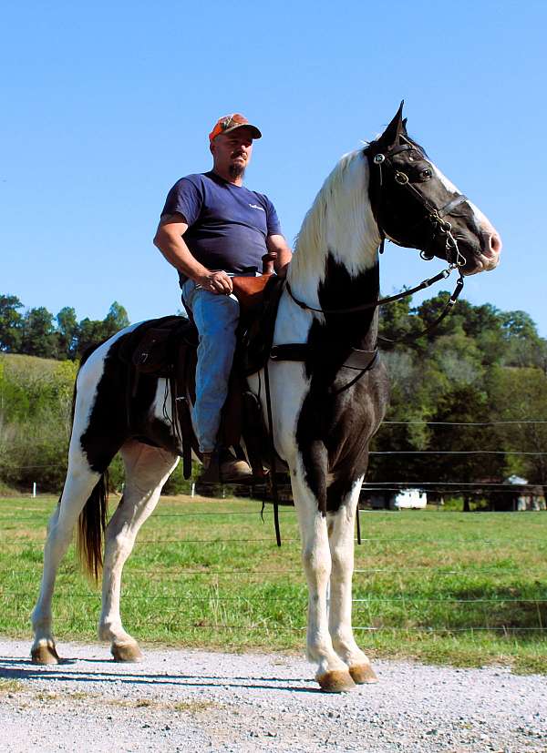 husband-hore-spotted-saddle-horse