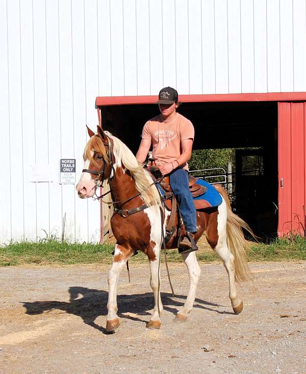 sport-horse-spotted-saddle