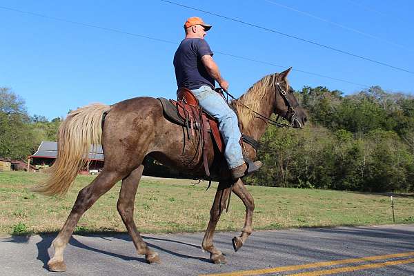 mcnatt-farm-rocky-mountain-horse