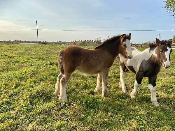 gypsy-vanner-colt