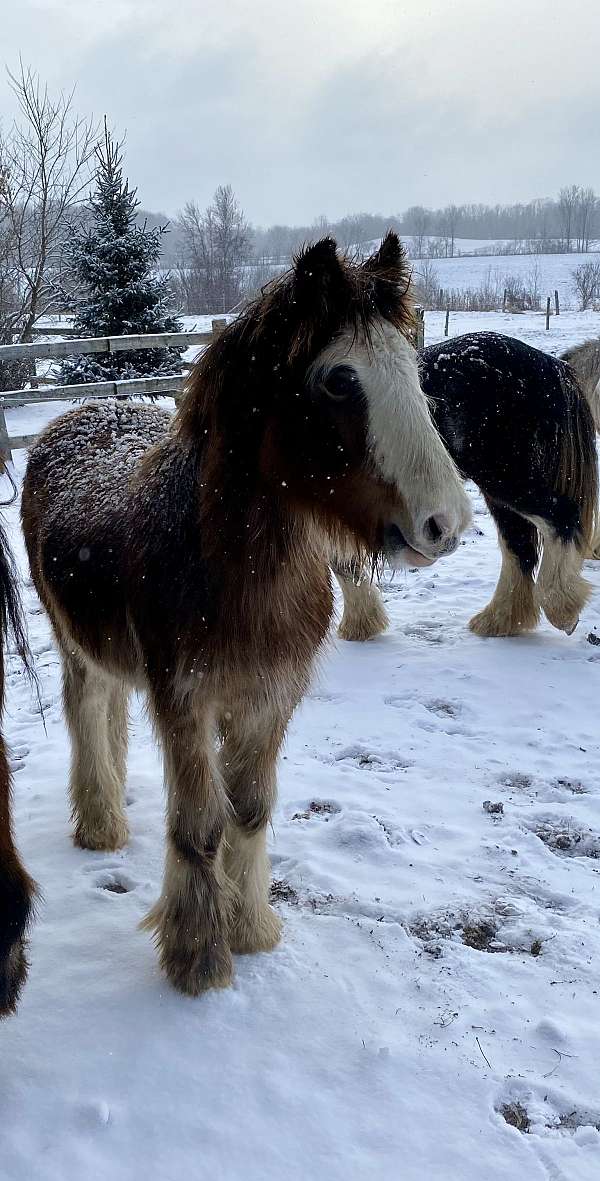 gypsy-vanner-colt