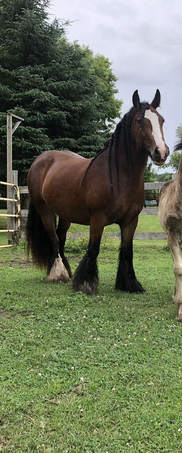 pure-gypsy-vanner-horse