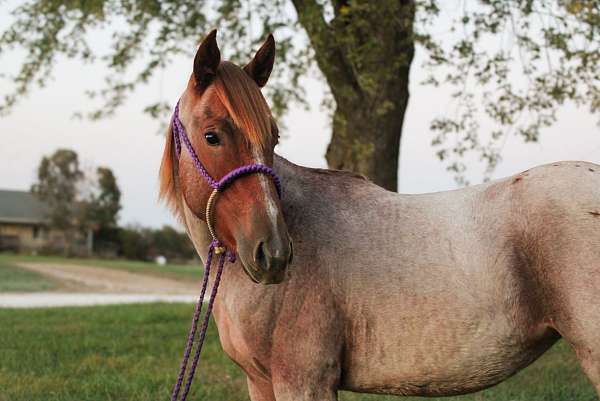 blue-roan-aqha-filly-yearling