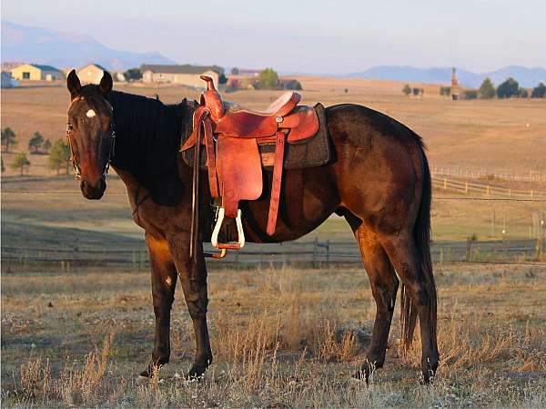 first-class-quarter-horse