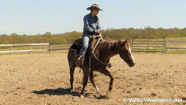 cutting-quarter-horse