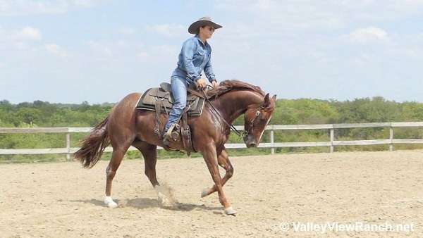 ranch-quarter-horse