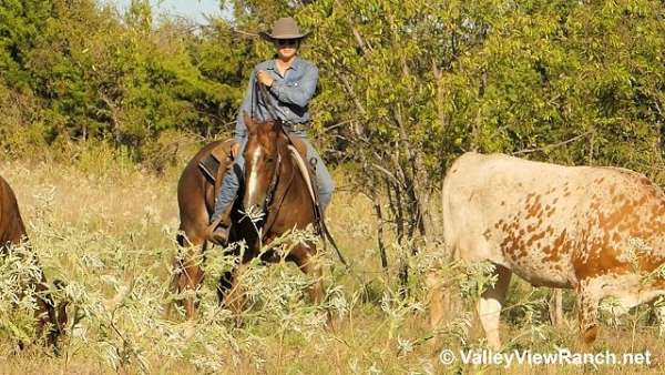 ranch-versatility-quarter-horse