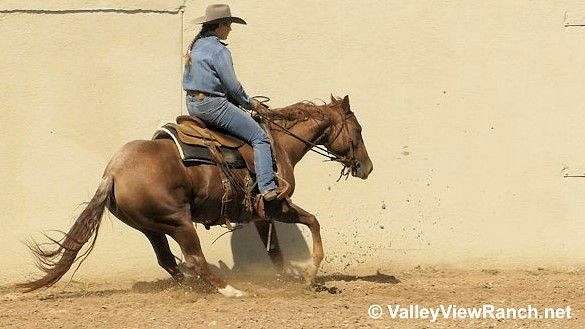 ranch-work-quarter-horse