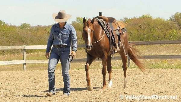 reined-cow-quarter-horse