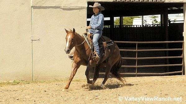 reining-quarter-horse