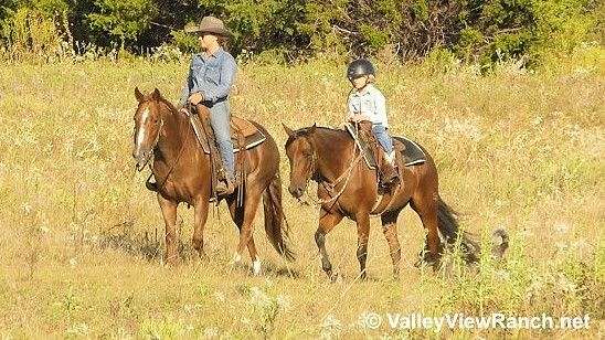 trail-quarter-horse