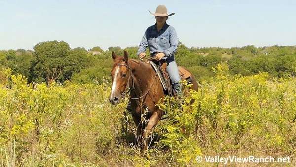 trail-riding-quarter-horse