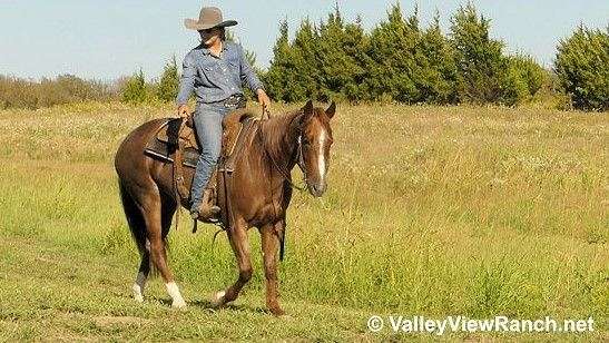 red-roan-cutting-horse