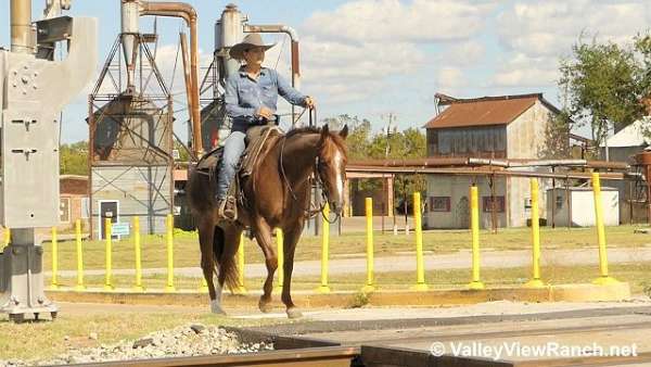 red-roan-quarter-horse-mare