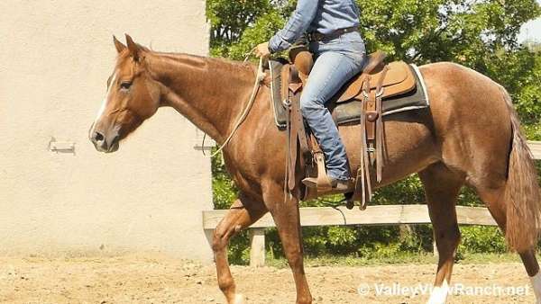 working-cow-quarter-horse