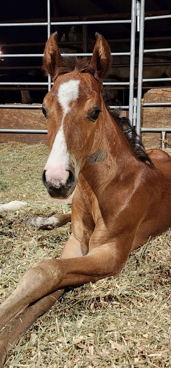 champion-marchador-horse