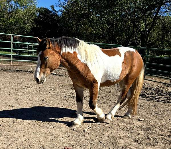 gypsy-vanner-haflinger-horse