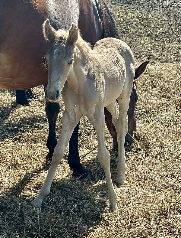 breeding-kentucky-mountain-horse