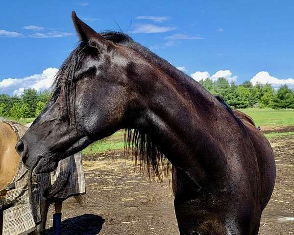 champion-bloodlines-marchador-horse