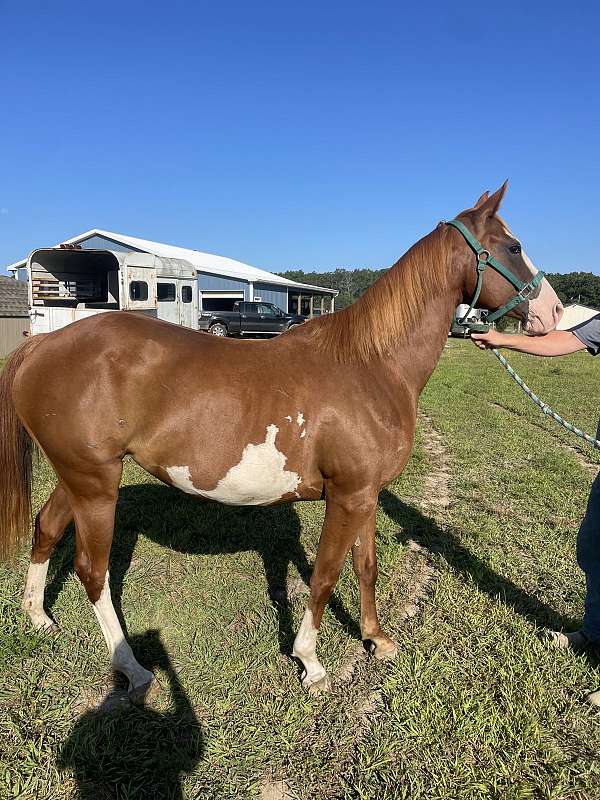 quarter-horse-mare