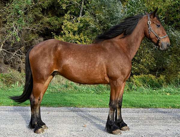 bay-friesian-percheron-gelding