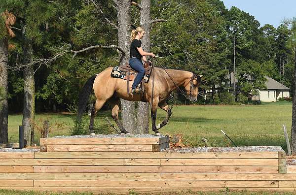 ranch-horse-quarter