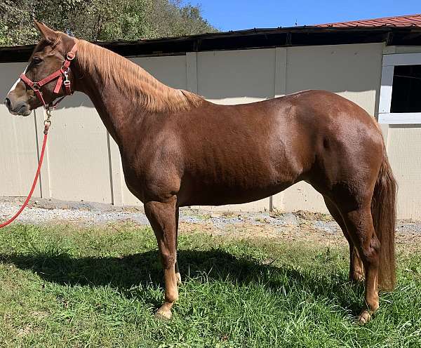 ranch-quarter-horse