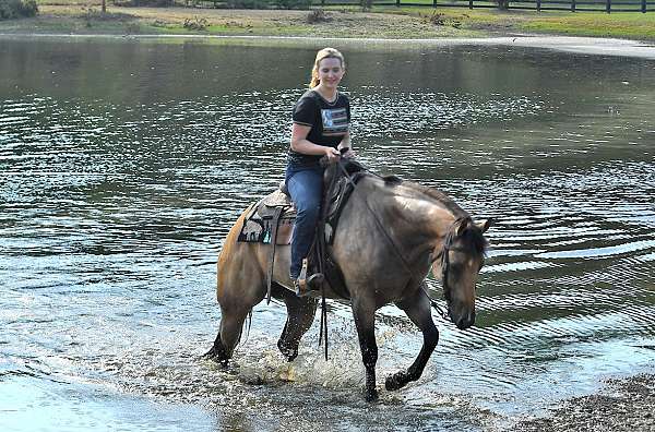 family-safe-quarter-horse