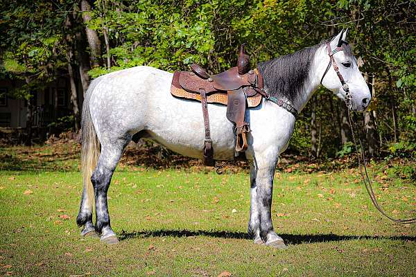 t-percheron-horse