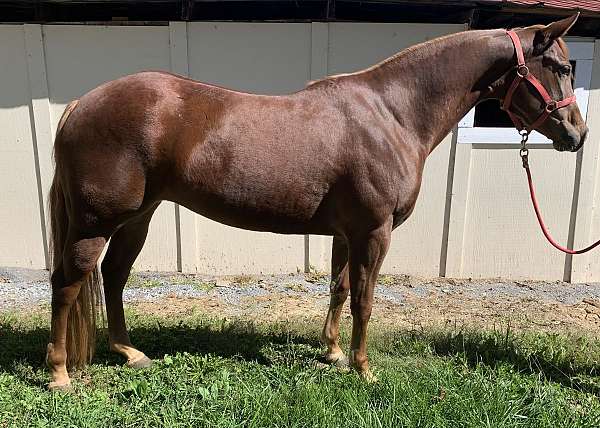 ranch-quarter-horse