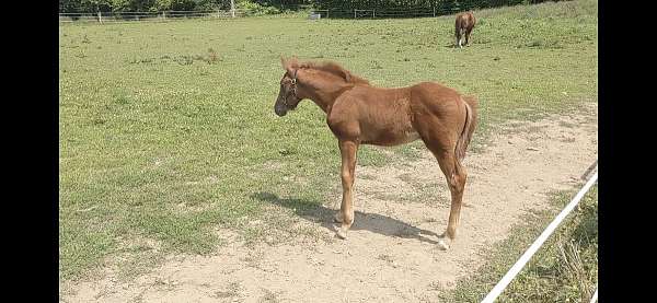 13-hand-irish-draught-horse