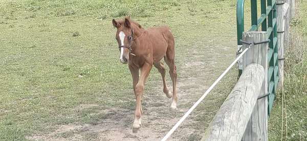 athletic-irish-draught-horse